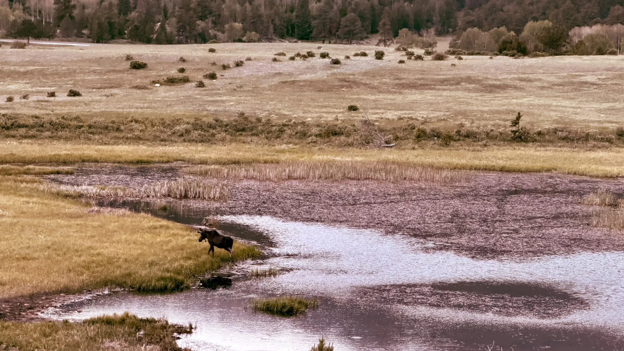 A moose standing at the edge of a marshy pond